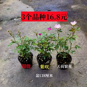 姬月季微型迷你盆栽四季开花好养带花苞，月季室内桌面阳台庭院绿植