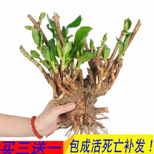 八仙花无尽夏花卉(夏花卉)植物，大绣球花苗老桩盆栽，带花庭院当年开花绿植