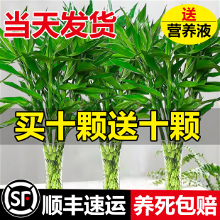 富贵竹水培植物转运竹花卉绿植室内盆栽绿萝水养带根鲜花发财树