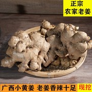 小黄姜老姜月子姜 广西生姜新鲜黄姜土姜现挖嫩姜农家嫩姜5斤