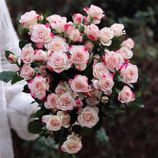 折射泡泡玫瑰花苗月季盆栽四季开花丰花条纹钻石玫瑰月季耐寒花卉