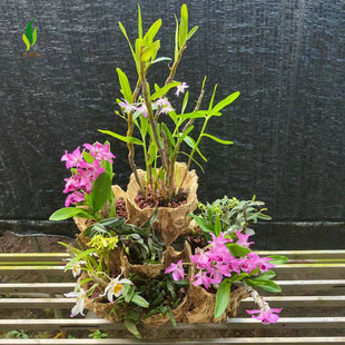铁皮石斛盆栽苗庭院室内净化空气绿植物吊兰花卉各种观赏裸根石斛
