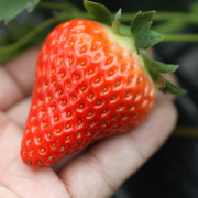 现摘越秀草莓新鲜草莓，奶油草莓牛奶草莓，建德草莓3斤