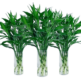 富贵竹水培水养水竹节节高绿植物，室内客厅盆栽带根鲜花绿萝发财树