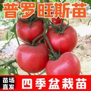 普罗旺斯番茄苗子，大粉西红柿苗口感番茄苗，沙瓤水果西红柿种苗