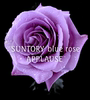 日本月季喝彩转基因蓝玫瑰，浓香小株型，四季花枝条细