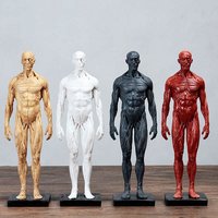 人体肌肉模型骨骼绘画参考标版解剖美术，临摹雕塑仿真艺用人体模型
