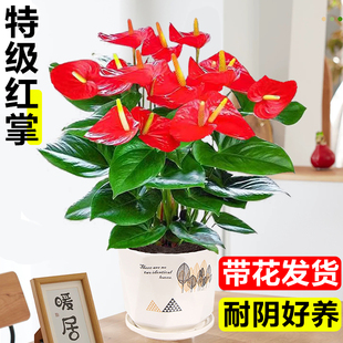 红掌盆栽带花鸿运当头客厅花卉绿植盆景室内好养四季开花水培植物