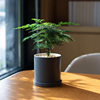 文竹小盆栽室内好养活植物创意盆景四季常青办公室，桌面花卉