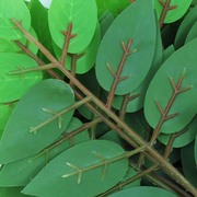 仿真槐树叶假树枝装饰黄色树叶子，塑料花假花植物绿植室内工程造景