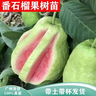 四季南北方种植正宗台湾红心，西瓜芭乐珍珠白，番石榴果树苗当年结果