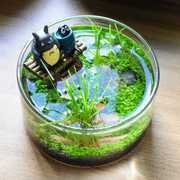 微景观龙猫钓鱼桌面小鱼缸紫砂陶瓷玻璃缸植物种子创意diy盆栽