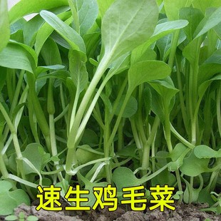 速生鸡毛菜种子小油菜小白菜生长快易种植盆栽阳台庭院耐热抗寒