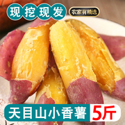 浙江临安天目山小香薯5斤新鲜正宗板栗红薯番大地瓜，蜜小蕃薯小果