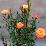 阳台桌面微型月季花苗盆栽小五彩钻石玫瑰花色多绚丽超级能开多头