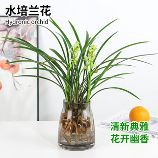 兰花苗盆栽带花苞水培植物建兰好养兰草浓香型绿植耐寒国兰花卉