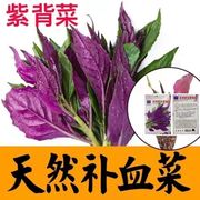 天然蔬菜紫背菜种子天葵，血皮菜红凤菜四川特色营养观音菜蔬菜种籽
