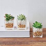 正方形玻璃花瓶水培多肉水养植物方杯家居装饰花器创意小花盆