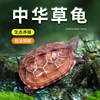 中华草龟小乌龟活物外塘金线宠物观赏龟水金线龟墨龟草龟苗长寿龟