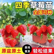 奶油草莓苗盆栽带盆带土种籽子可食用红颜四季结果阳台种植新苗秧