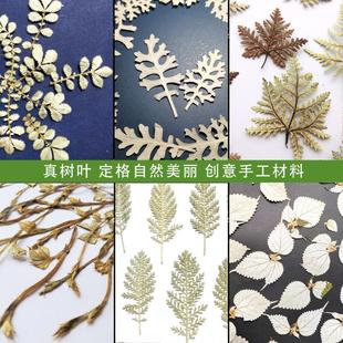 白色树叶反白叶苎麻叶银葛叶银，叶菊鳄鱼皮，干花真树叶标本手工材料