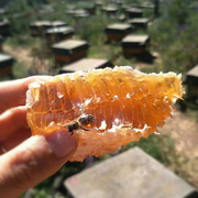 野生蜂巢蜜纯正天然农家自产大理蜂巢块老巢，峰蜜土蜂蜜嚼着吃500g