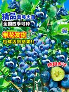 蓝莓树果苗盆栽车厘子种植水果蓝梅树苗客厅花卉耐寒耐旱好养四季