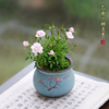 乙女姬月季微型月季阳台窗台花卉绿植盆栽桌面日本超微月蔷薇玫瑰