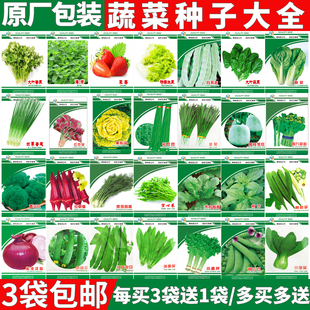 蔬菜种子小葱籽菜种菜种子生菜菜籽青菜阳台，盆栽菠菜韭菜香菜四季
