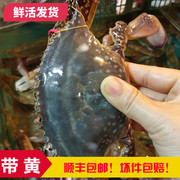 梭子蟹鲜活青岛海捕大螃蟹，海鲜水产红膏海捕，大白飞蟹海蟹一斤2只