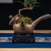 罗汉松 微景观 禅意茶桌造型盆景 微盆景植物