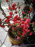 日本重瓣长寿冠海棠花苗盆景，室内外观花年宵花卉海棠花苗盆栽绿植