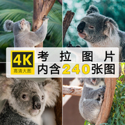 考拉树袋熊4K高清摄影照片图集图片壁纸海报设计PS参考素材