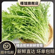 槿馐苦细叶半斤-5斤新鲜苦叶生菜蔬菜苦菊沙拉食材狗牙菜苦苣