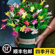 嫁接蟹爪兰花苗蟹爪莲带花多色，盆栽绿植物，室内花四季好养花卉盆栽