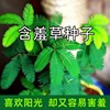 含羞草种子害羞草盆栽植物，套餐阳台绿植，花卉种子薄荷种籽四季易种