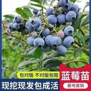 蓝莓树苗正宗兔眼绿宝石蓝莓果苗盆栽地栽果苗带大果南方北方种植