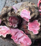 新鲜深山红肉土茯苓整个生地湿货云南省农产品煲汤料现挖500g