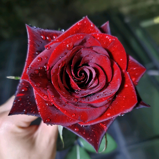 黑魔术暗红色玫瑰花大苗大花，浓香阳台庭院，四季花卉植物月季花盆栽