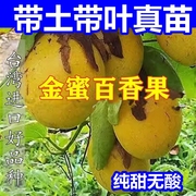 种台湾金蜜百香果嫁接种子树苗纯甜耐寒品种盆栽地栽四季结果