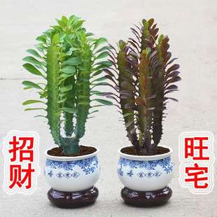 龙骨花室内观赏花卉好养植物好养玉麒麟吸甲醛客厅，多肉植物易成活(易成活)