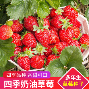 四季奶油草莓种子易活超甜大草莓籽阳台，盆栽室内外蔬菜水果种孑