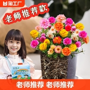 儿童小盆栽太阳花种孑学生套装向日葵凤仙花植物种子种植食用阳台