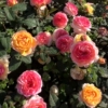 月季香水玫瑰欧月开花爬藤蔷薇阳台庭院植物盆栽花卉花苗老盆好养