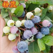 正宗粉蓝蓝莓苗北方南方种植果树苗盆栽地栽苗种蓝莓果树苗