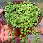 多肉植物佛珠吊兰情人泪，珍珠吊兰盆栽花卉，室内绿色多肉肉植物盆栽