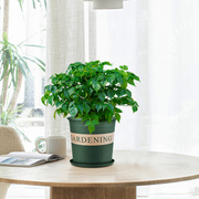 小幸福树盆栽室内花卉，绿植客厅办公桌，净化空气除甲醛植物送货上门