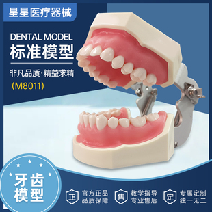牙齿牙科标准模型全口可拆卸树脂口腔，牙科医生教学模具仿真模拟