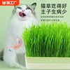 水培猫草盒磨牙猫零食化毛小麦，种子盆栽零食猫咪用品单品冻干种植