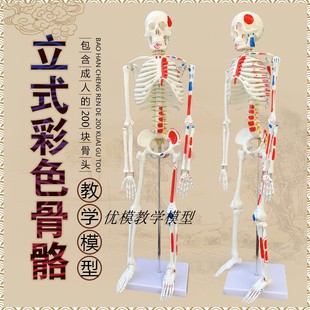 85CM人体骨骼模型神经肌肉起止骨架小针骨骼解剖模型脊柱模型